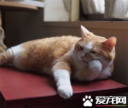 幼貓吃什麼貓糧比較好 何時由幼貓糧轉換為成貓糧