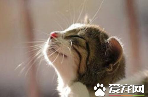 如何去除貓尿味 用紙巾吸干地毯上的尿液