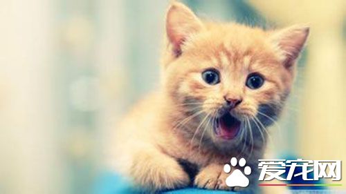 冬天貓會發情嗎 一般是春秋季發情個別會冬季