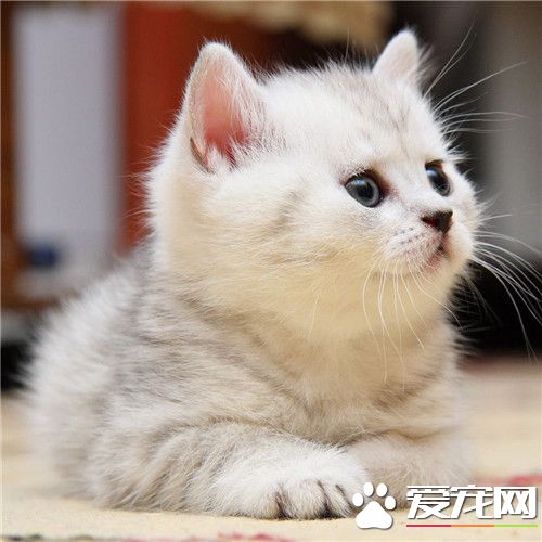 去除貓尿味的好方法 防止貓到處尿尿的方法