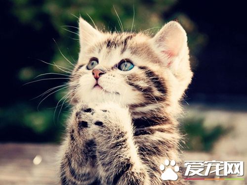 貓咪吃什麼貓糧好 貓糧根據貓咪特別需要選擇