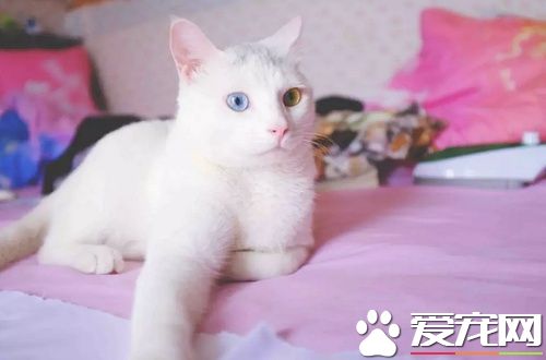 貓咪寄養的危害 貓咪寄養回來嗚嗚是怎麼回事