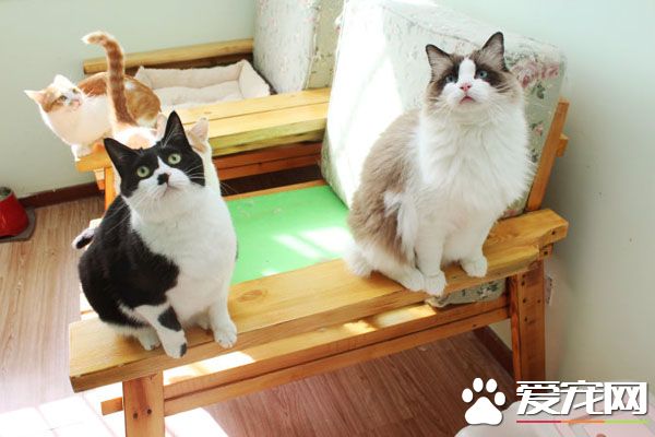 寵物店貓寄養一天多少錢 醫院寄養貓多少錢