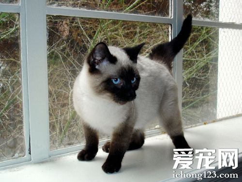 暹羅貓的壽命 介紹一個關於它的傳說