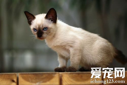 暹羅貓能長多大 一般情況下的體型