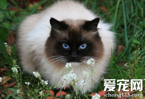 暹羅貓適合家養嗎 了解它的生活習性