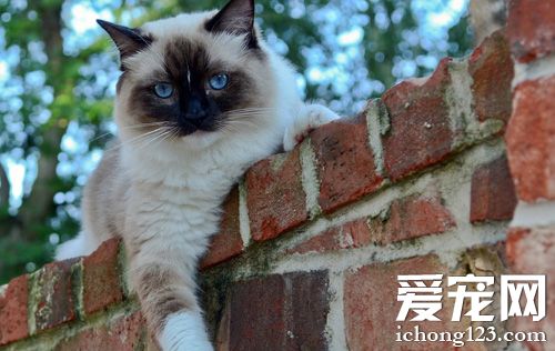 暹羅貓怎麼養 幼貓的飼養方法