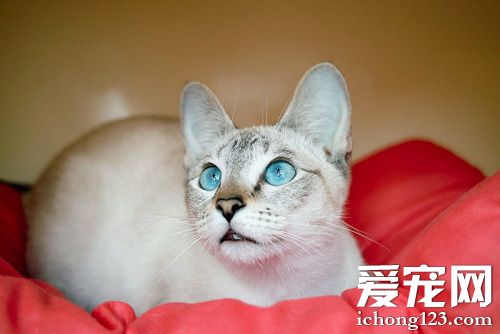 暹羅貓怎麼看公母 貓咪的健康繁殖方法