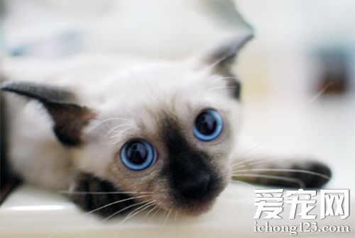 暹羅貓可以遛嗎 可以讓它很快樂