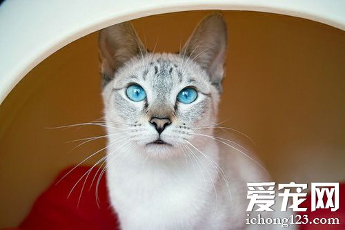 暹羅貓吃什麼貓糧好 保證糧食質量