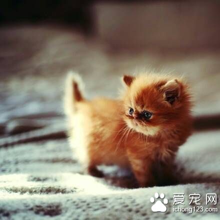 貓狂犬病潛伏期 貓狂犬病的症狀及防治方法