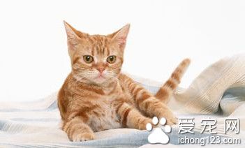 貓便秘怎麼辦 貓便秘的病因及防治方法