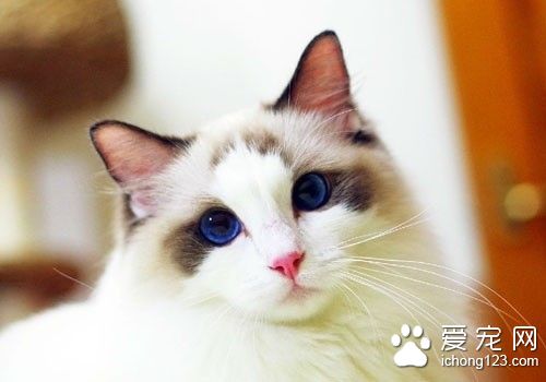 貓病毒性鼻氣管炎 貓病毒性鼻氣管炎需要的防治方法