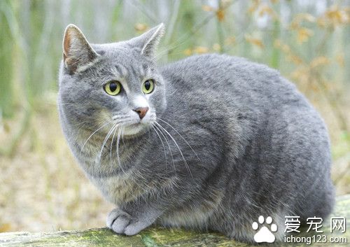 貓細菌感染 貓沙門氏菌病的防治方法