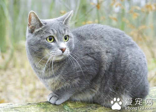 母貓吃小貓 母貓吞食親生仔的原因及預防方法