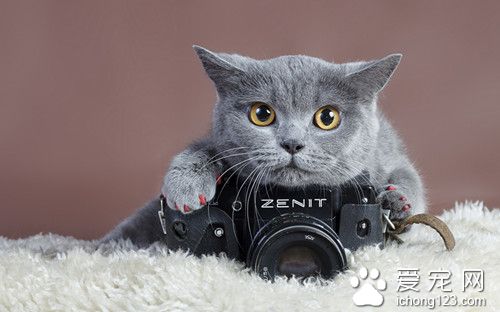 貓生產前的准備 貓臨產前主人應該做好哪些准備