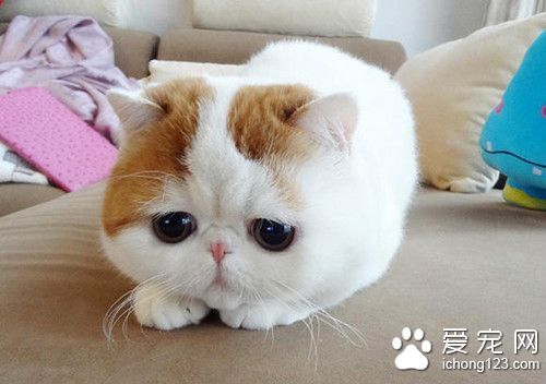 貓生產前的征兆 貓臨產前可能出現的哪些征兆