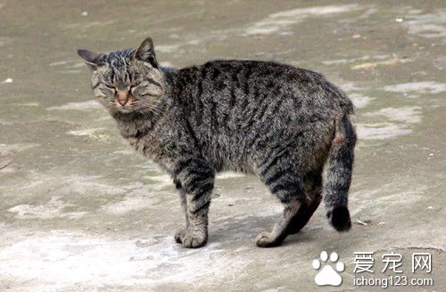 貓發情了怎麼辦 貓情窦初開需要注意的事項
