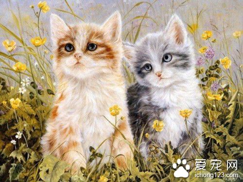 貓去毛球 貓去除毛球需要注意的主要事項