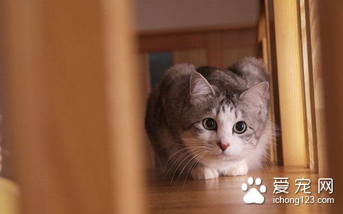 貓怎麼剪指甲 貓剪指甲需要注意的主要事項
