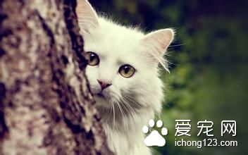 貓怎麼照顧 搬家的貓咪需要怎麼照顧