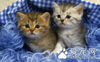 貓夏天掉毛 貓夏季飼養管理需要注意的事項