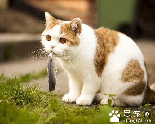 新生孤兒貓 孤兒貓照顧需要注意的主要事項