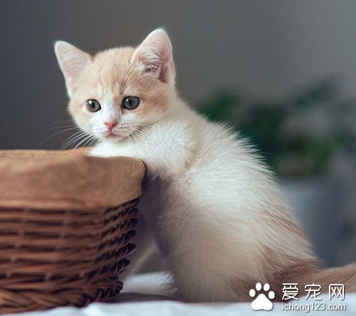 幼貓怎麼養 照顧幼貓需要注意的主要事項