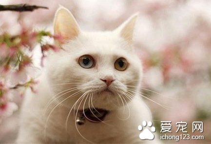 怎樣去除貓身上的跳蚤 跳蚤是外寄生蟲之一