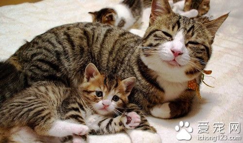 貓飼養方法 貓在飼養管理上需要注意的事項