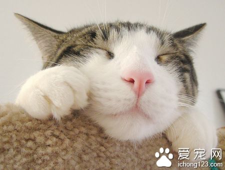 小貓如何斷奶 最合適的食物就是貓糧了