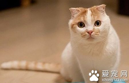 小貓多長時間斷奶 一般到了六周便可斷奶