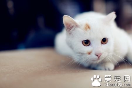 小貓怎麼驅蟲 注意貓咪驅蟲藥的用量