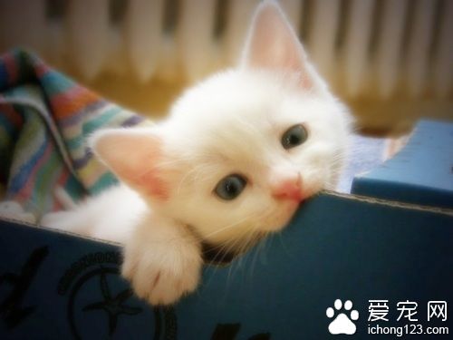 小貓為什麼一直叫 消除貓咪的緊張感
