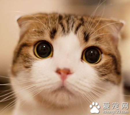 小貓喜歡吃什麼 貓兒喜歡少吃多餐