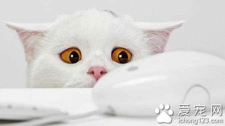 小貓多大可以洗澡 貓咪是愛干淨的動物