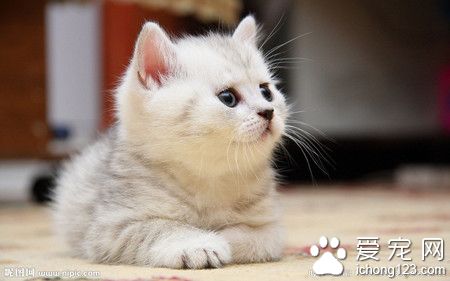 怎麼能讓貓不叫 貓發情也會在夜晚鬧情緒