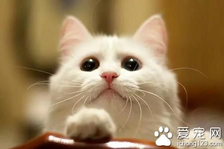 貓如何避孕 不要給貓咪吃人的避孕藥