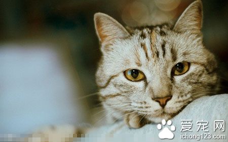 貓能吃什麼不能吃什麼 不要給貓咪吃的太雜