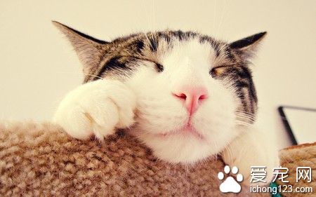 貓能喝酸奶麼 不要隨便給貓咪吃酸奶
