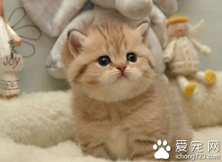 貓應該吃什麼 為了貓的健康提倡吃貓糧