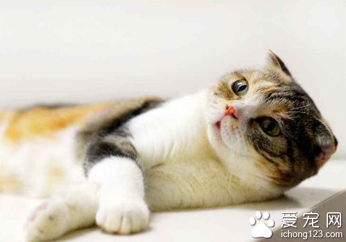貓吃什麼最好 幼貓吃幼貓糧大了吃成貓糧