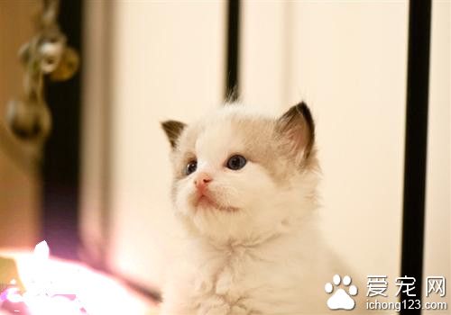 公貓好還是母貓好 可據自身的情況來選擇