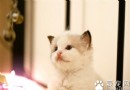 公貓好還是母貓好 可據自身的情況來選擇