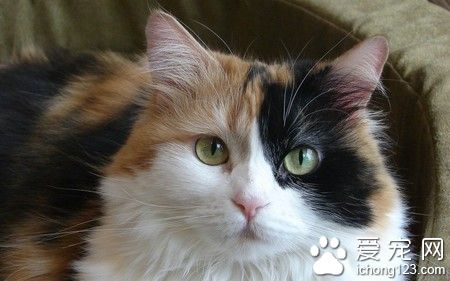 貓咪如何驅蟲 可進行藥浴驅蟲體內驅蟲