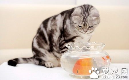 貓咪體內外驅蟲 貓咪驅蟲的6個注意事項