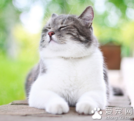 貓多大可以做絕育 建議在兩個月齡時