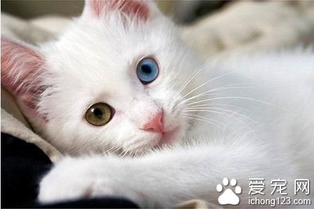 貓咪好養嗎 選擇飼養貓咪的十大好處