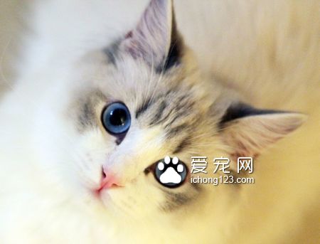 如何養貓咪 定時定量定點的喂養貓咪