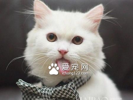怎樣養貓咪 貓咪的性格比較堅強獨立